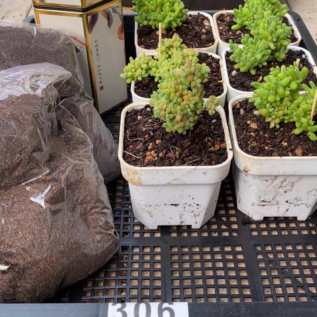 多肉枝干番杏植物