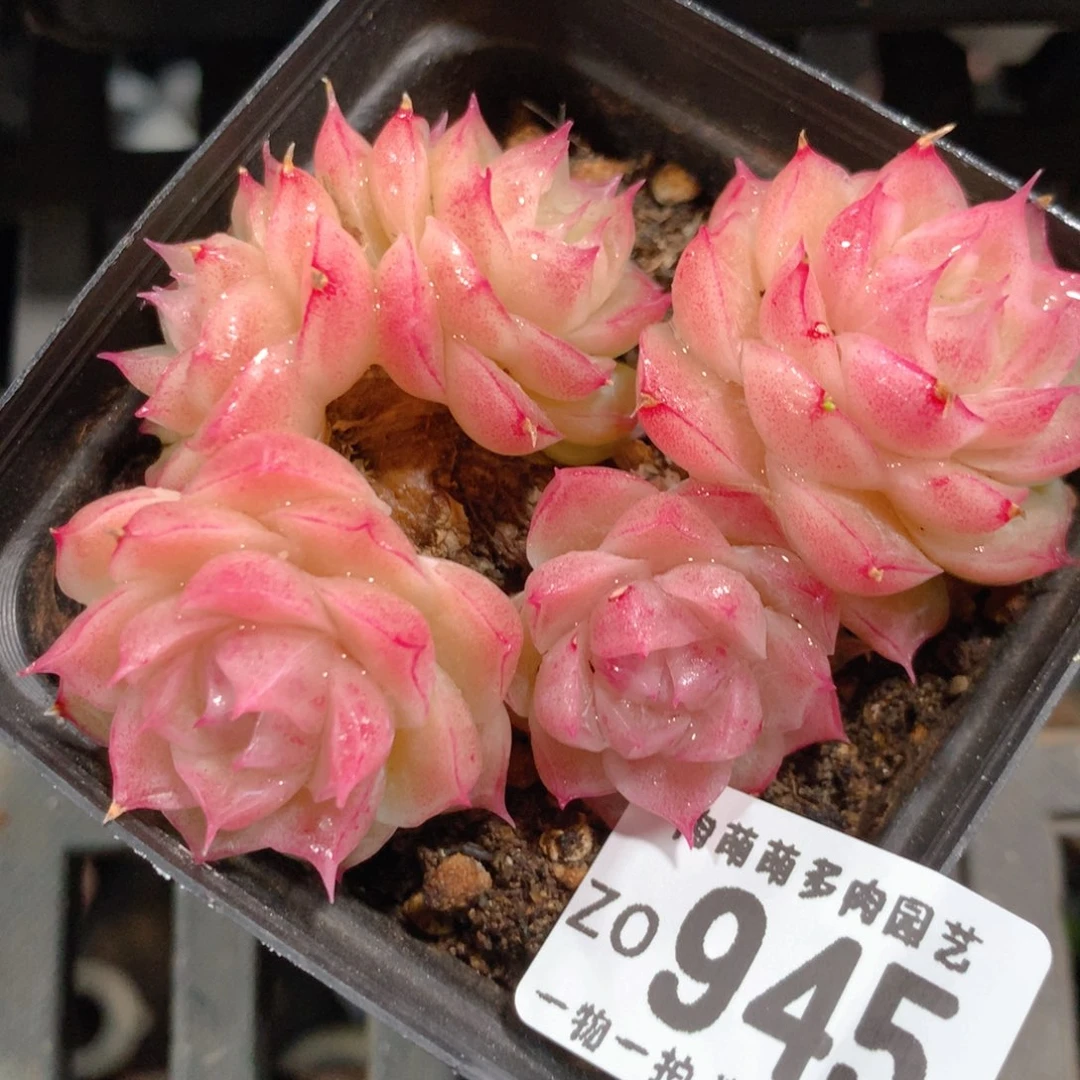 5CM拇指盆精控多肉ZO945