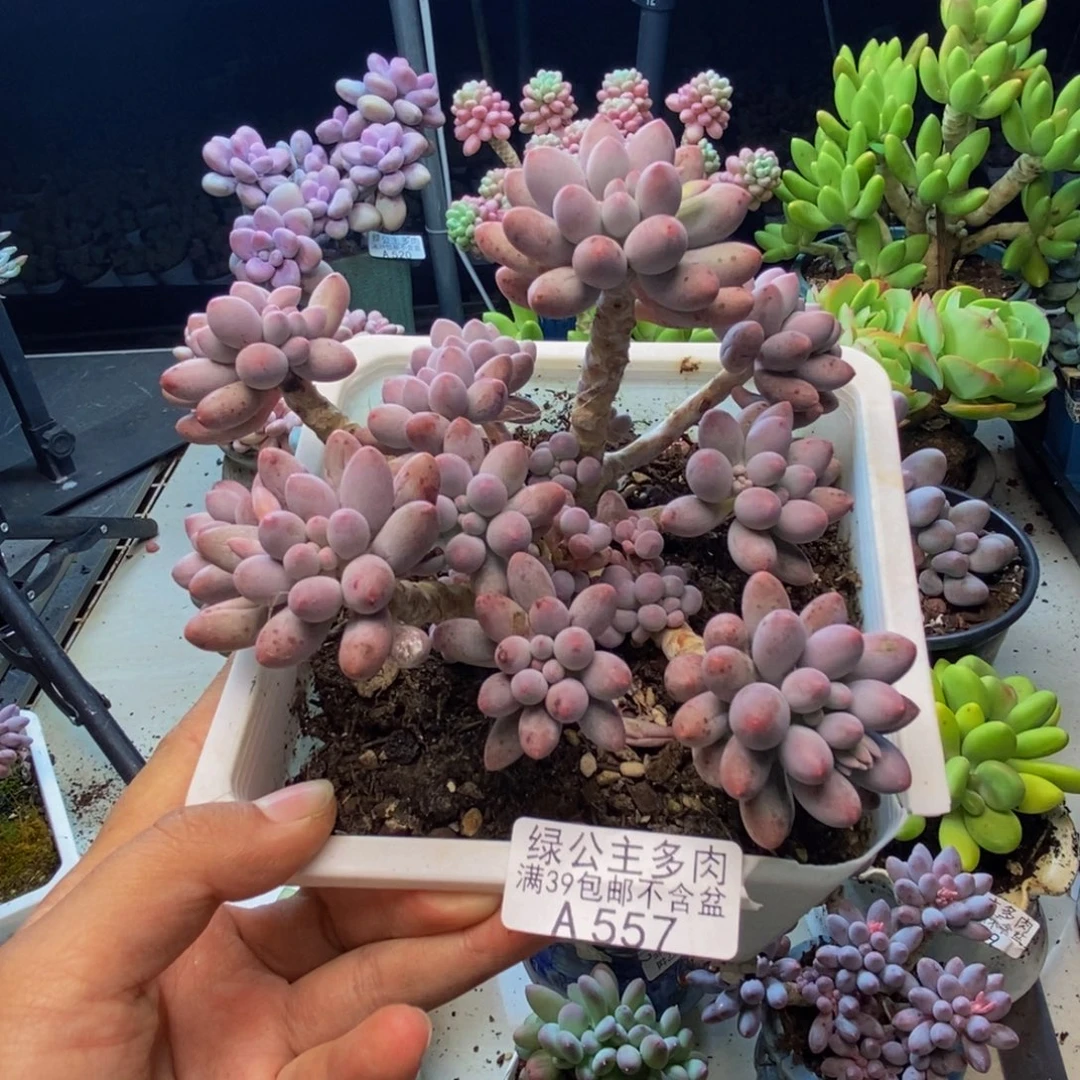 557婴儿手指多肉12cm