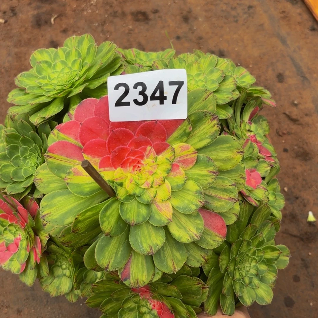 2347多肉植物知否