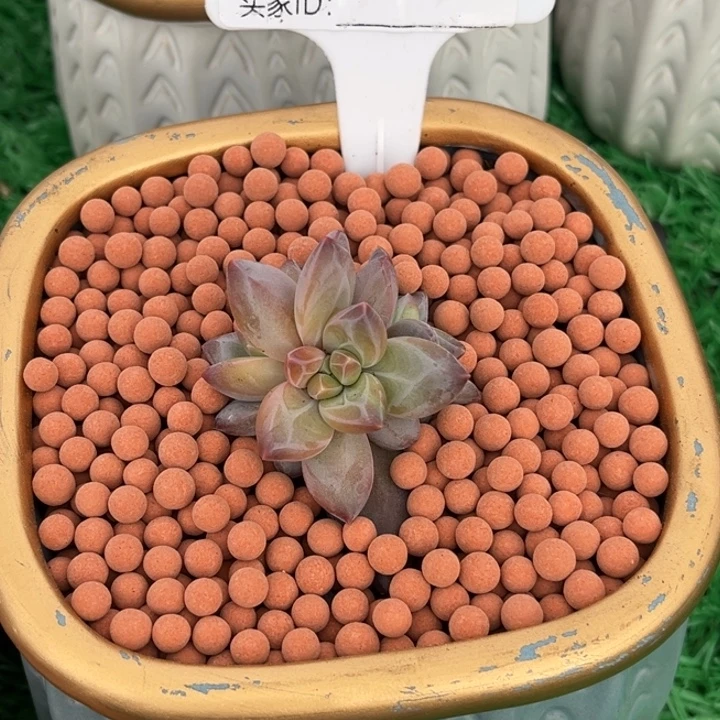 美人系个体多肉植物969