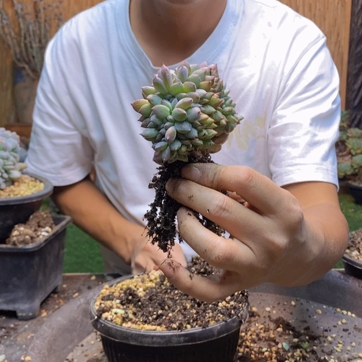 减***子256号星影多肉植物