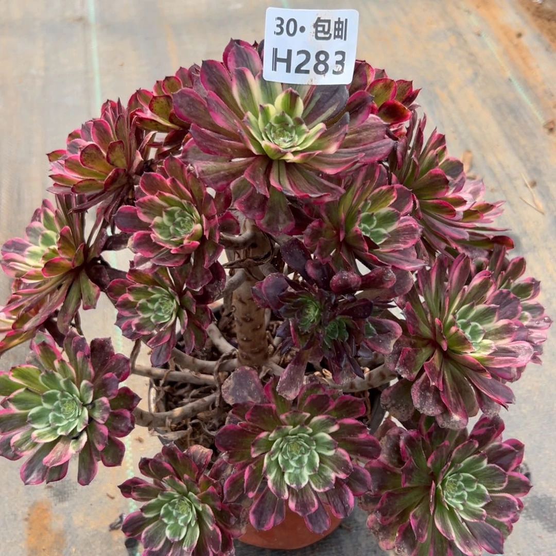 283紫嫣多肉法师