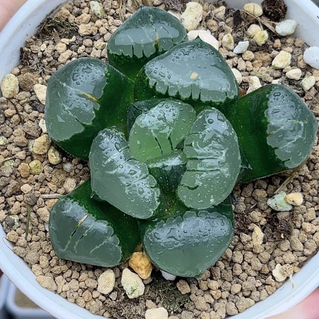 112巨大丸叶姬翠寿福利专场
