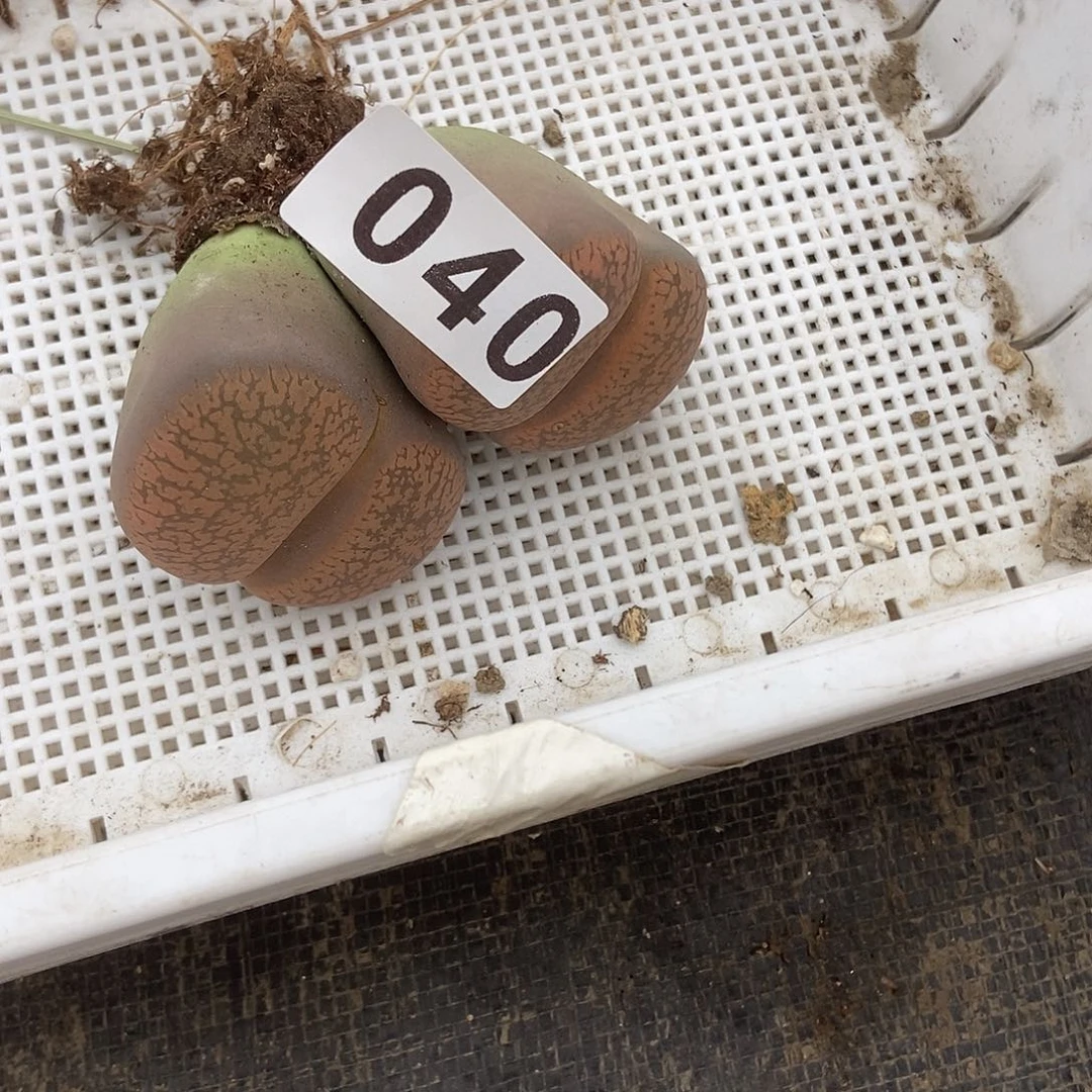 生石花一物一拍大双头