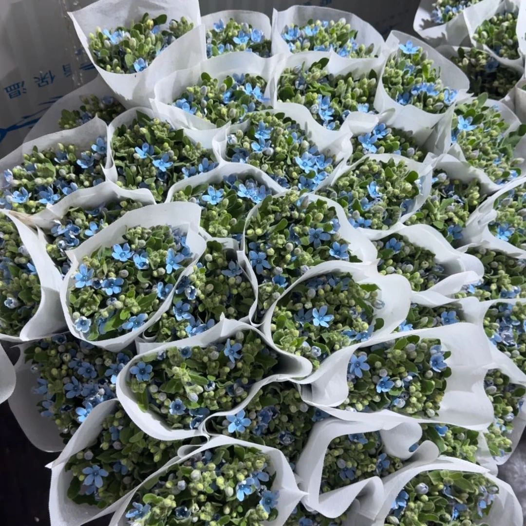 蓝星花3扎包邮价百分之二十不售后