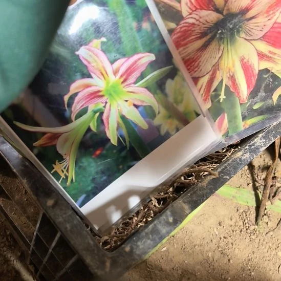 当前无花栽培后可以开花5厘米火舞5棵/4厘米小奇4棵