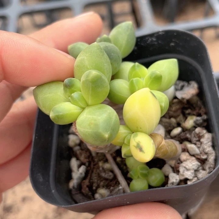 一物一拍满18包邮
