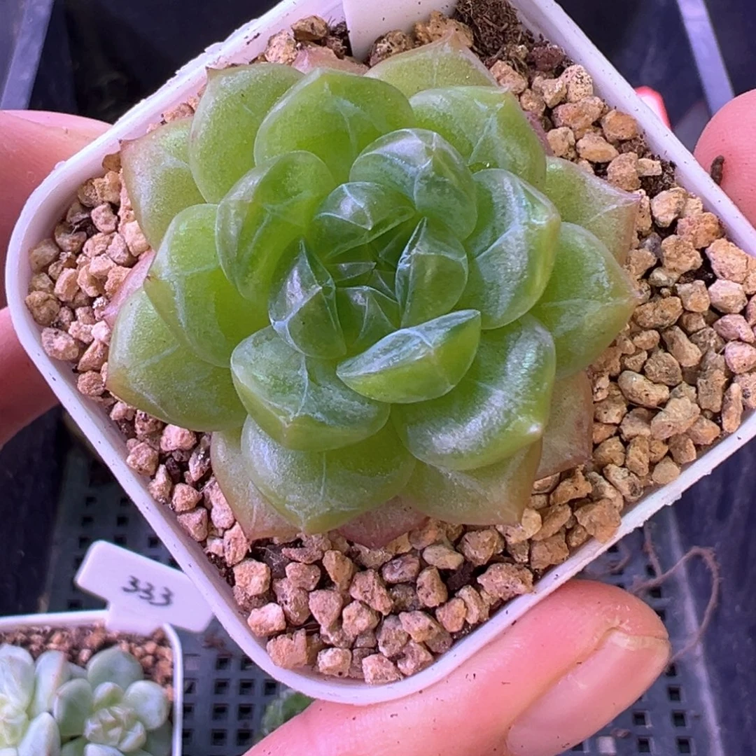 825号月痕晗雨多肉植物