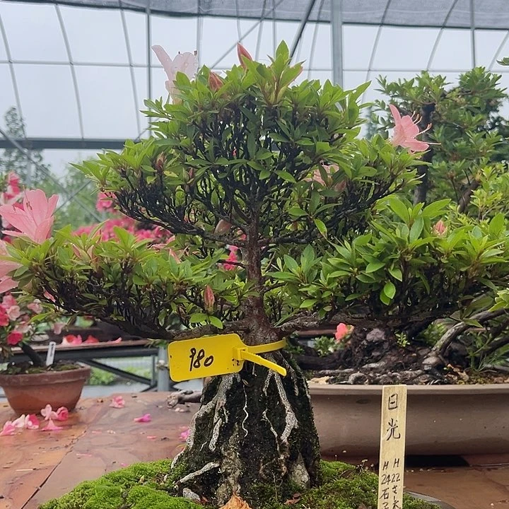 当前无花朵，栽培后可花朵一****提到付皋月杜鹃日光