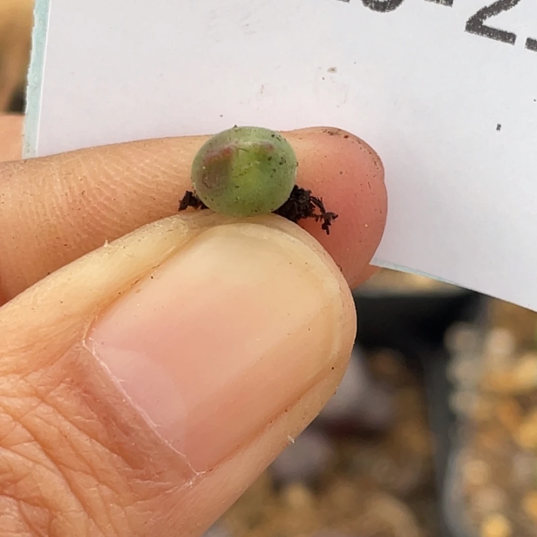 I***u29-21肉锥多肉植物