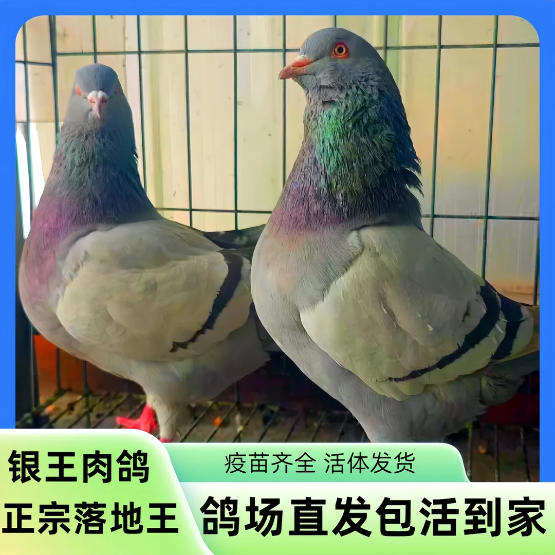 鸽子活苗纯种落地王肉鸽鸽子一对幼鸽种鸽鸽子活物观赏鸽元宝鸽