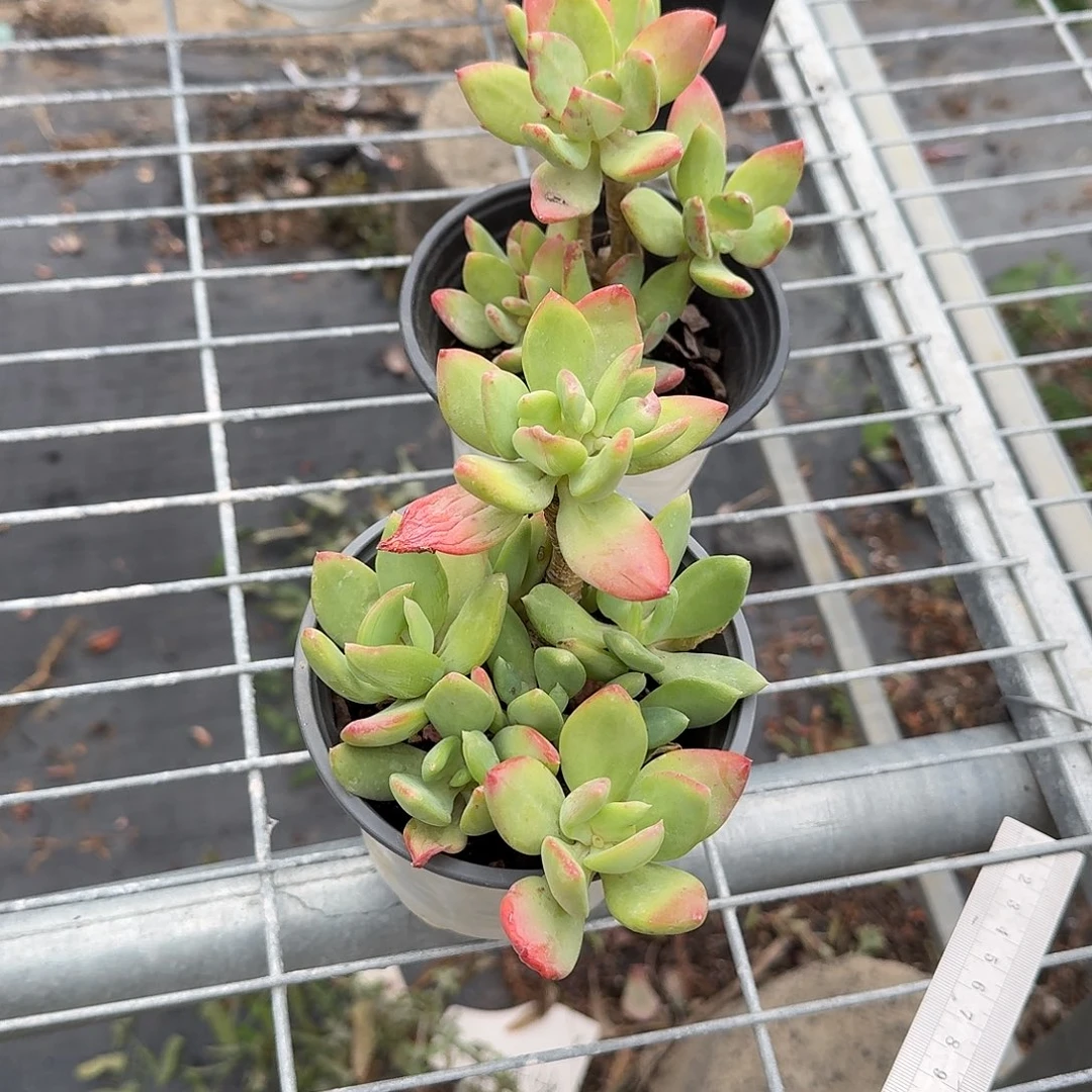 芒果美人多肉植物精品