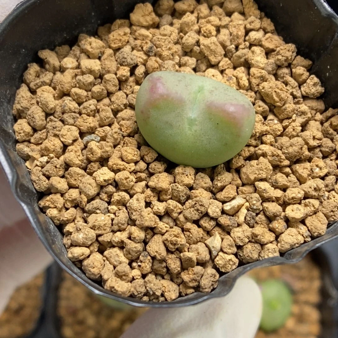 多肉植物肉锥杂交K-033 将杂