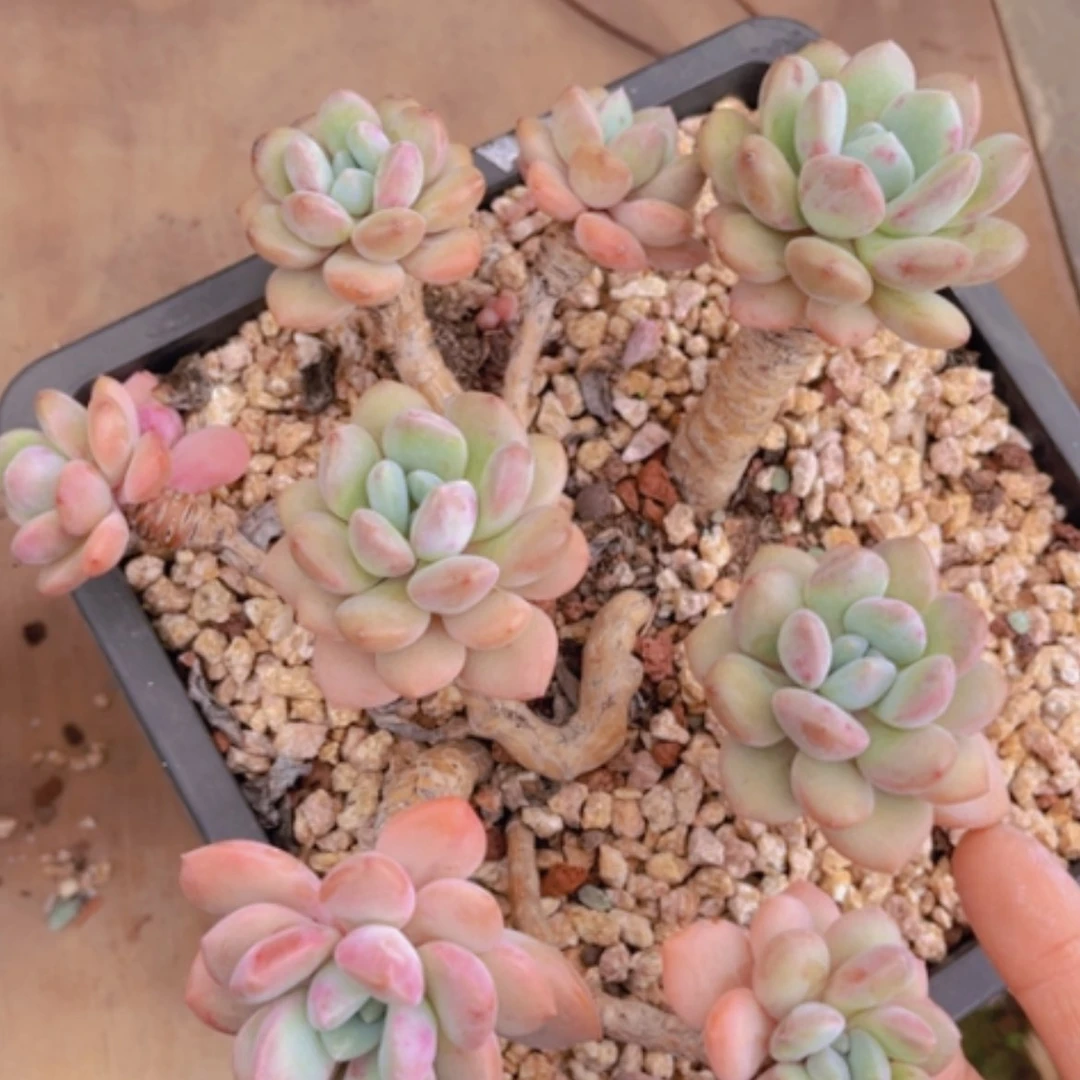 【闪购商品】白鹭0452