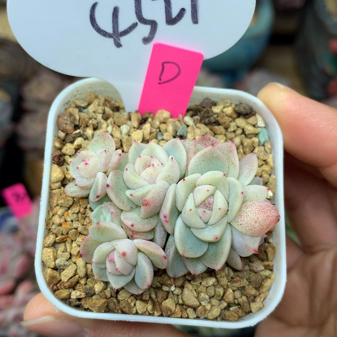 甜心D5头无砍群4327