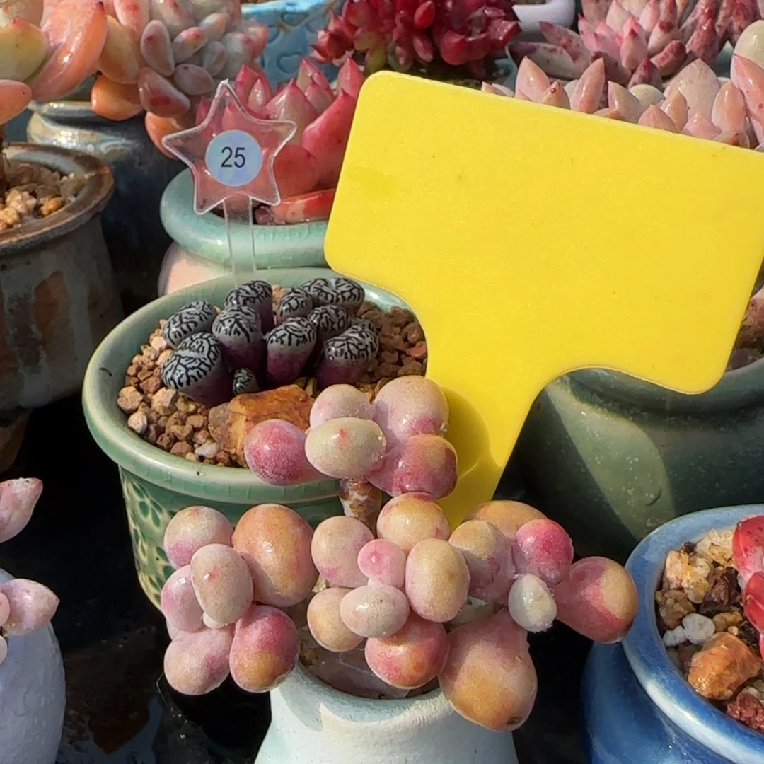 傻***春多肉植物水蒸桃蛋