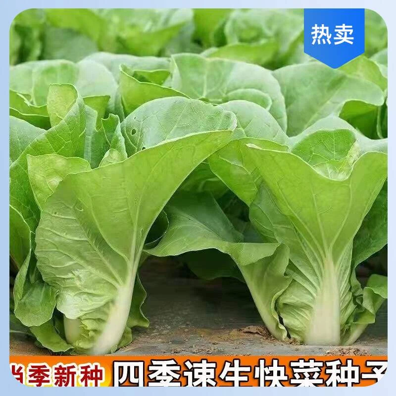 新耐热种籽奶油蔬菜种子青菜奶油高产易种植小白菜种子四季蔬菜快