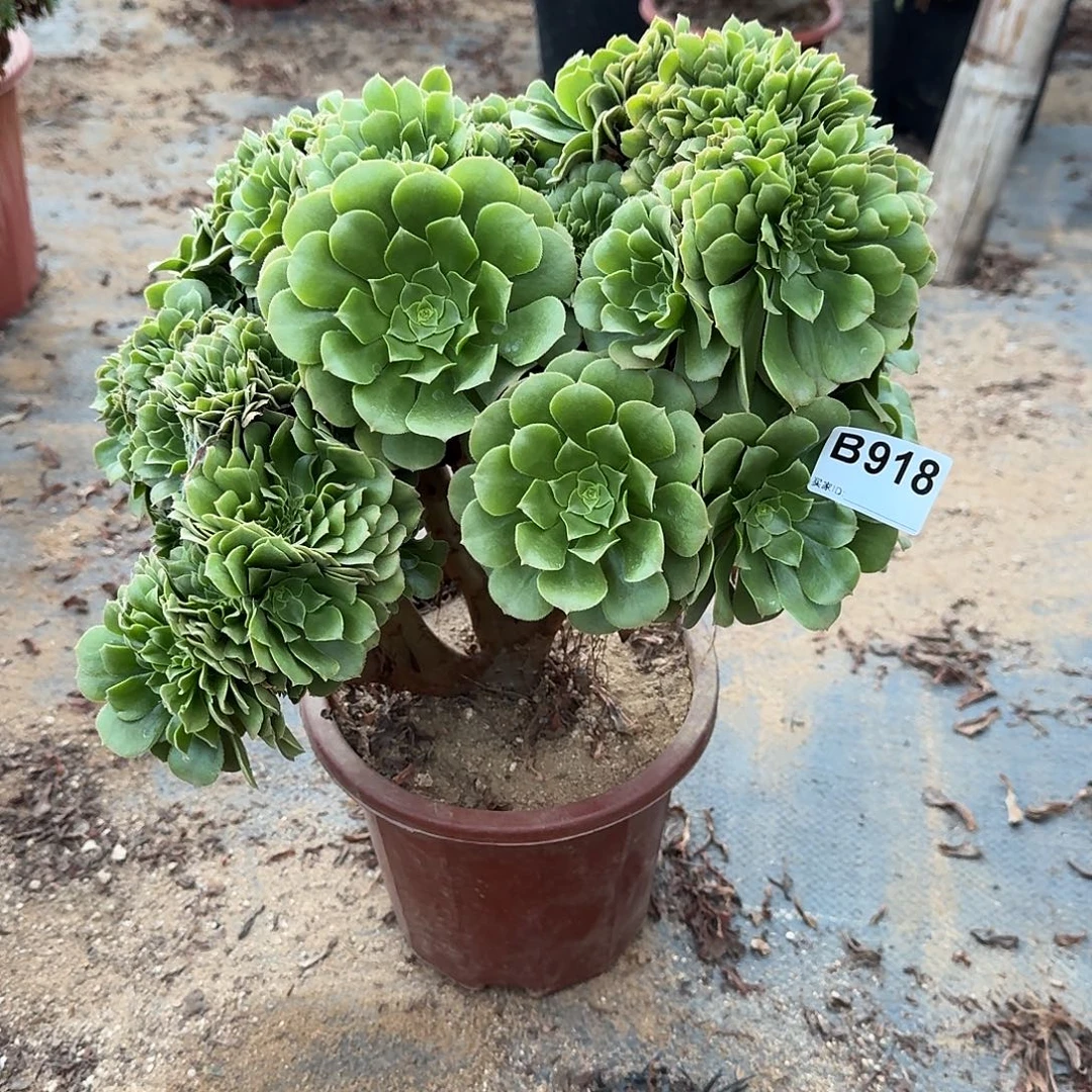 918绿缀朵朵一颗牙呀