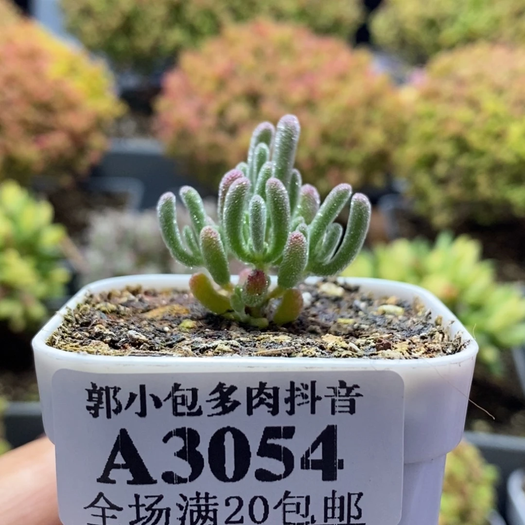 不****实生白霜3054枝干番杏