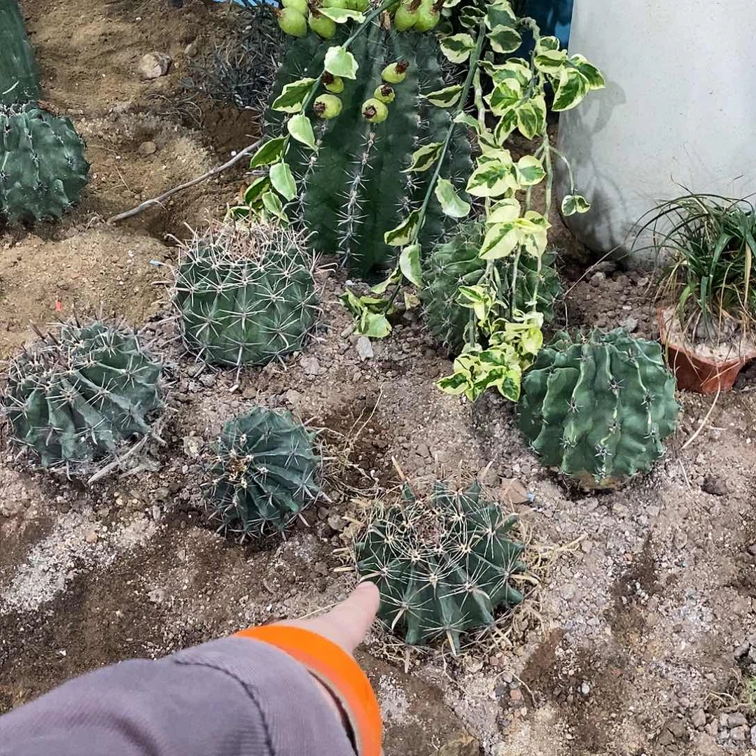 ✎***`雎鸠玉一个。