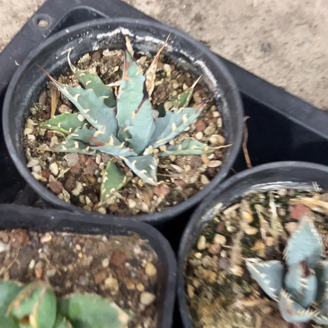 H***a实生eb曲刺妖炎植物