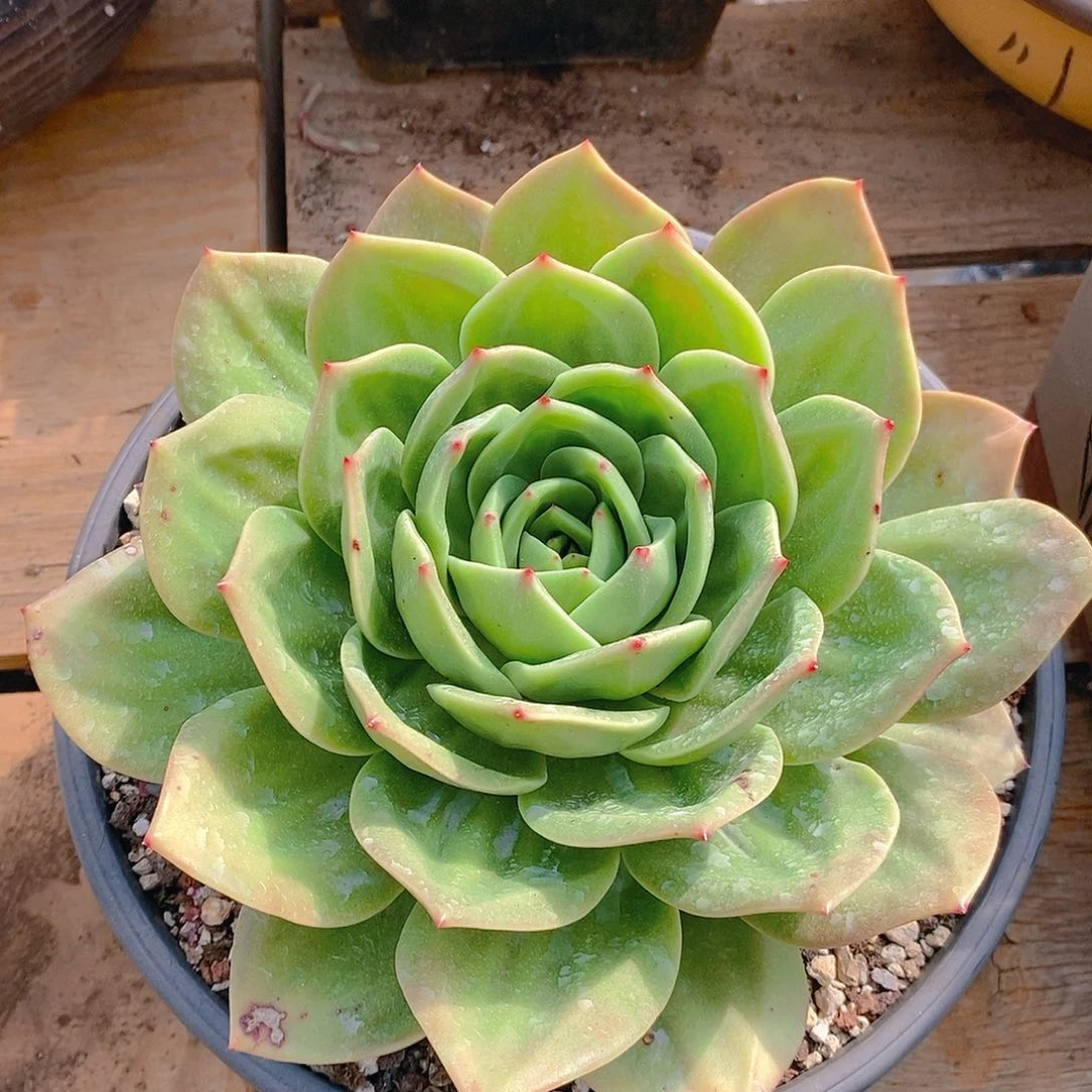 多肉植物一物一拍宽叶狮子王