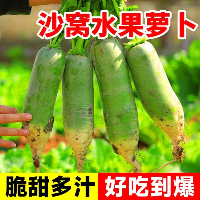 【沙窝水果萝卜种子】青皮水果萝卜种正宗萝卜种子四季可种