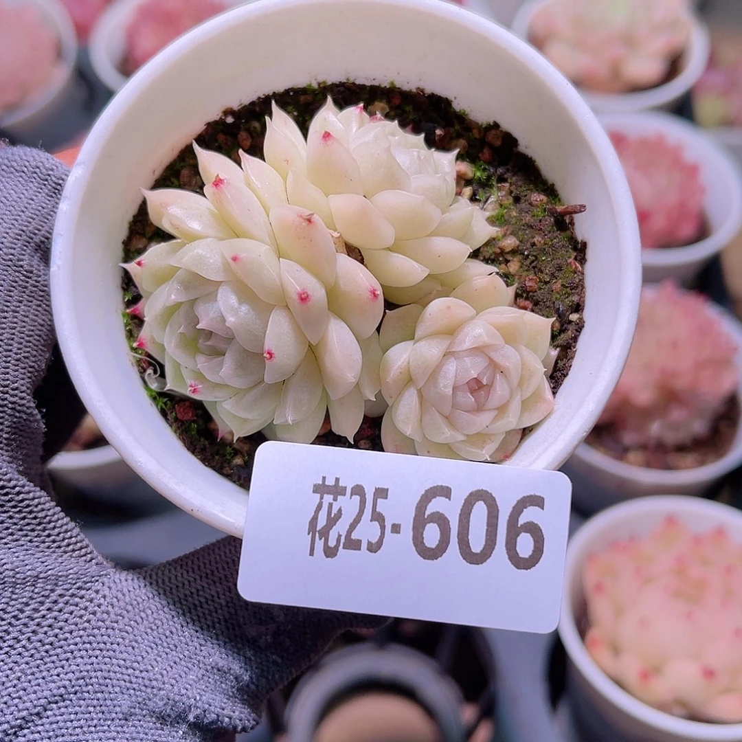花25-606麦秆三头