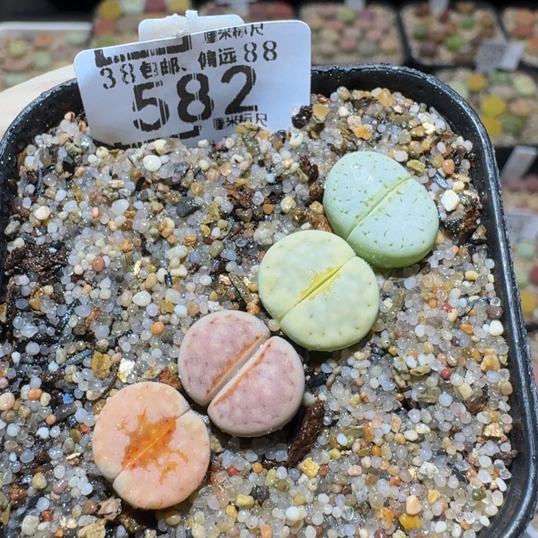Ssss精品生石花582