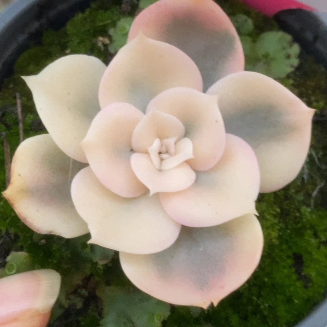 411双子座锦锦锦锦锦锦