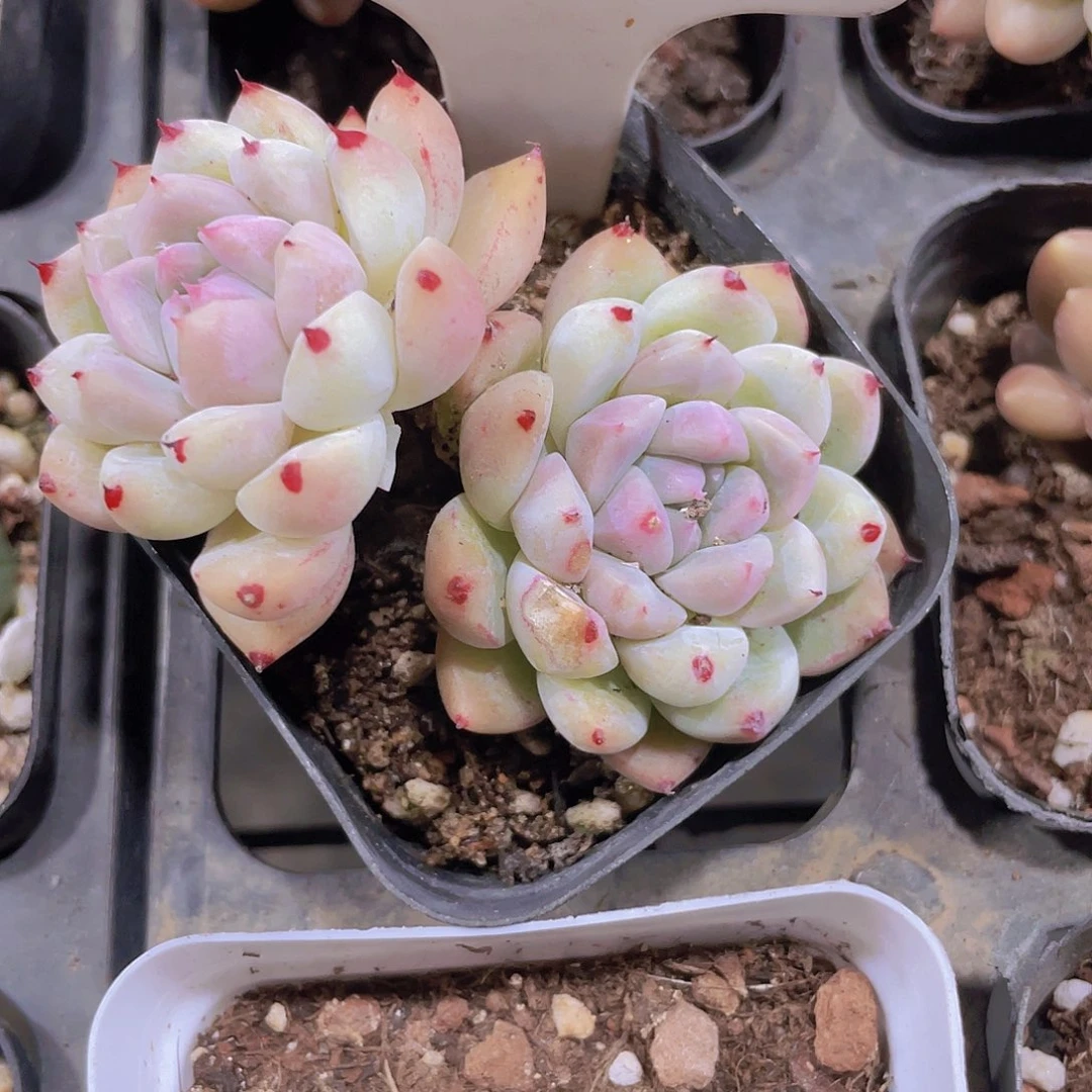 ?*如梦令a048一物一拍