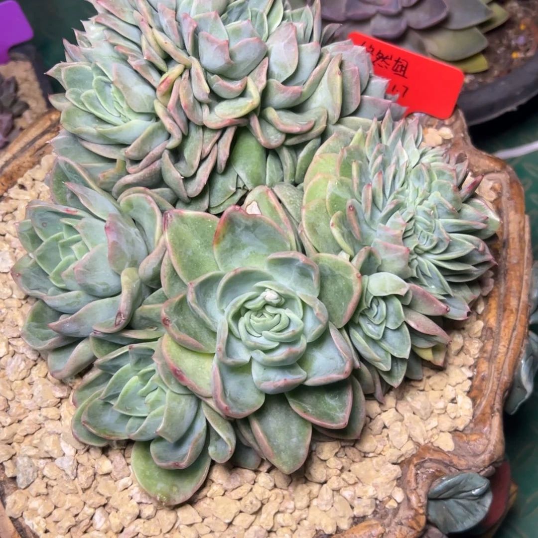 悠*杂交缀化，一物一拍