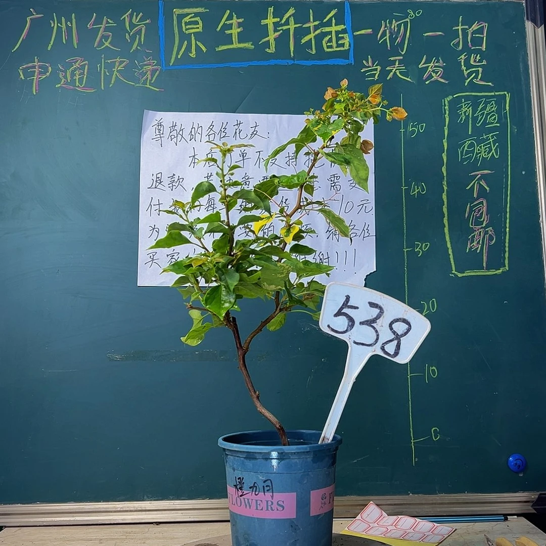 当前无花栽培后可以开花橙九月 造型 538