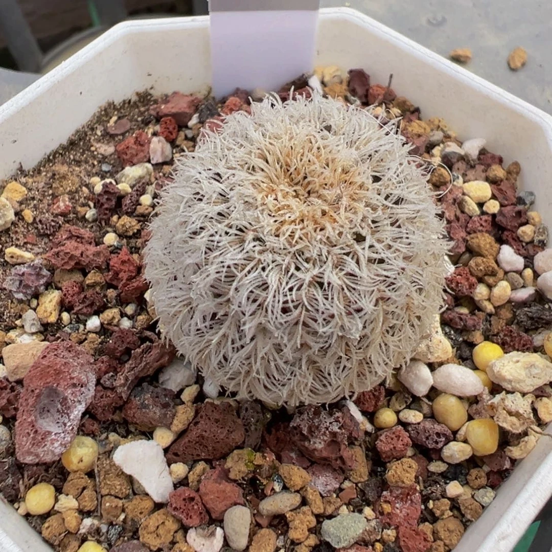 475实生根密刺玉多肉植物带盆土