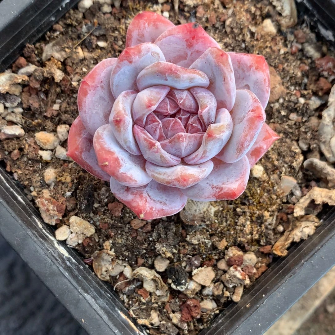 石榴籽单头花花花