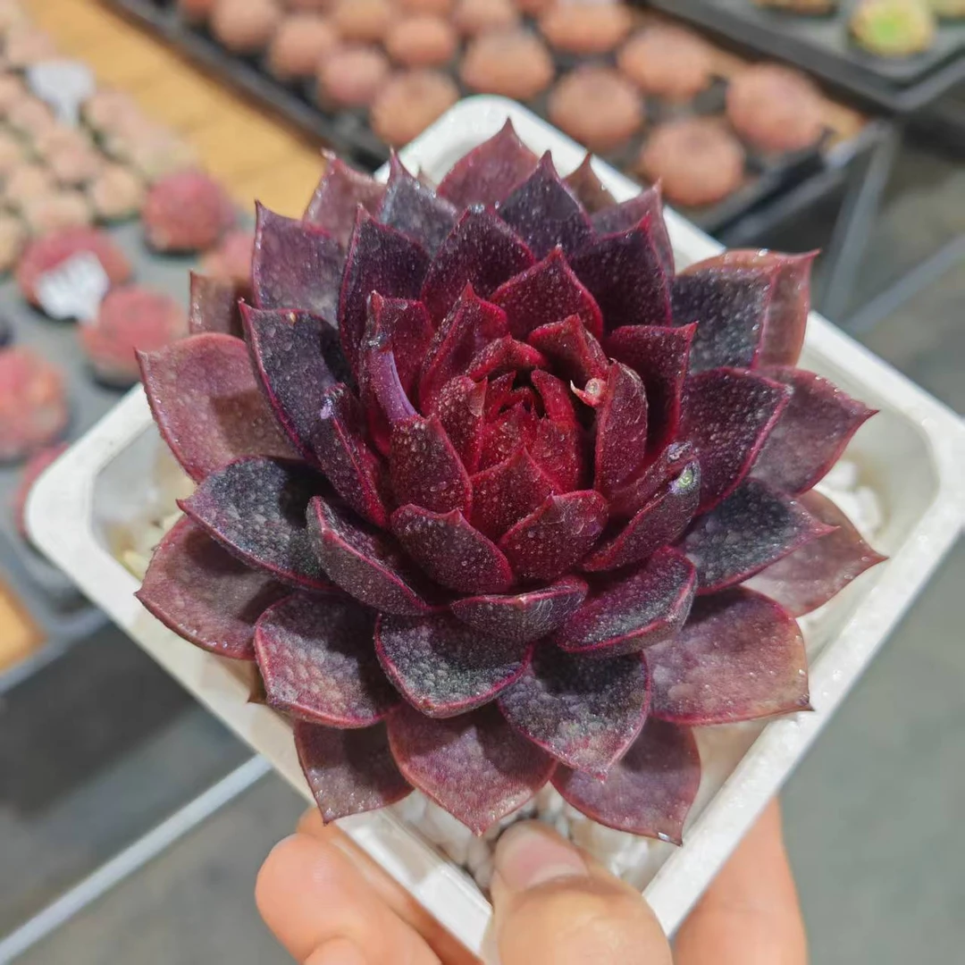 10#玄狐糖心版多肉植物 前男友精品多肉 SM787