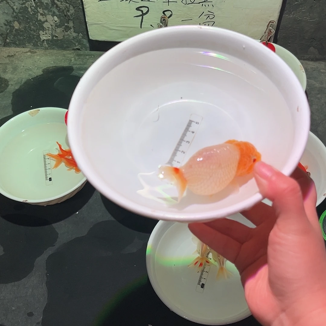 海水鱼玉兔蓝瘦278111