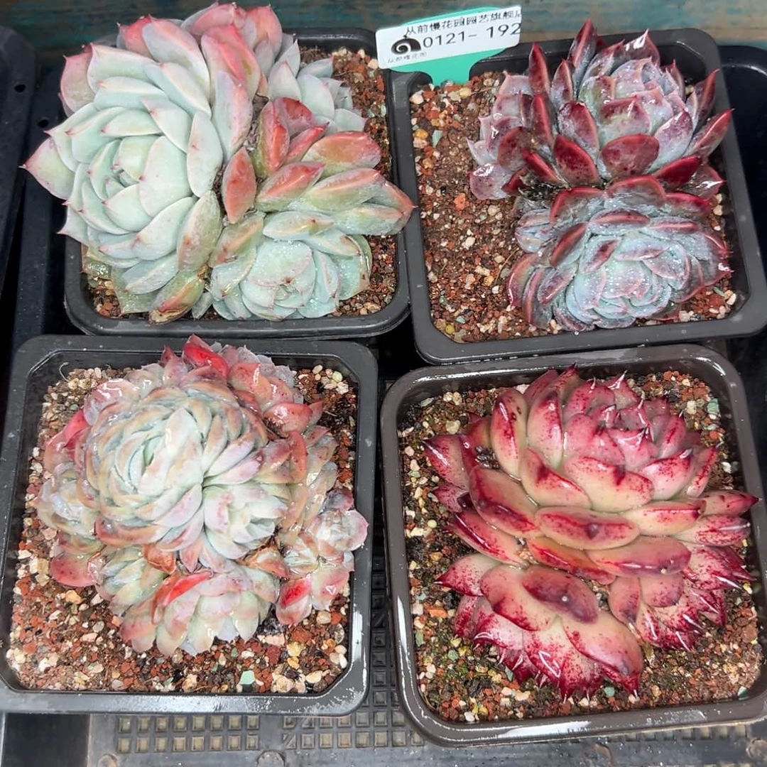 多肉精选编号0121.192