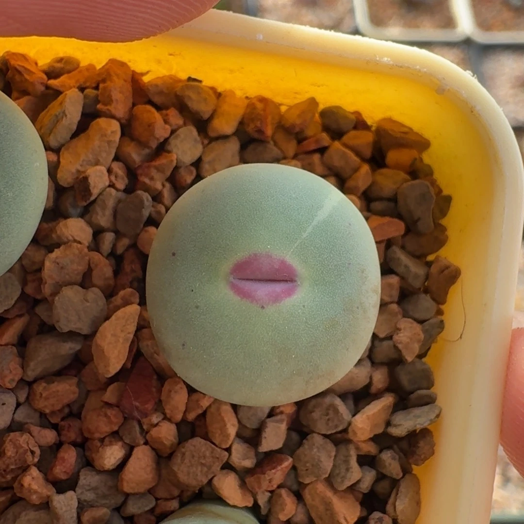 梦***哥云缦精品番杏11.12