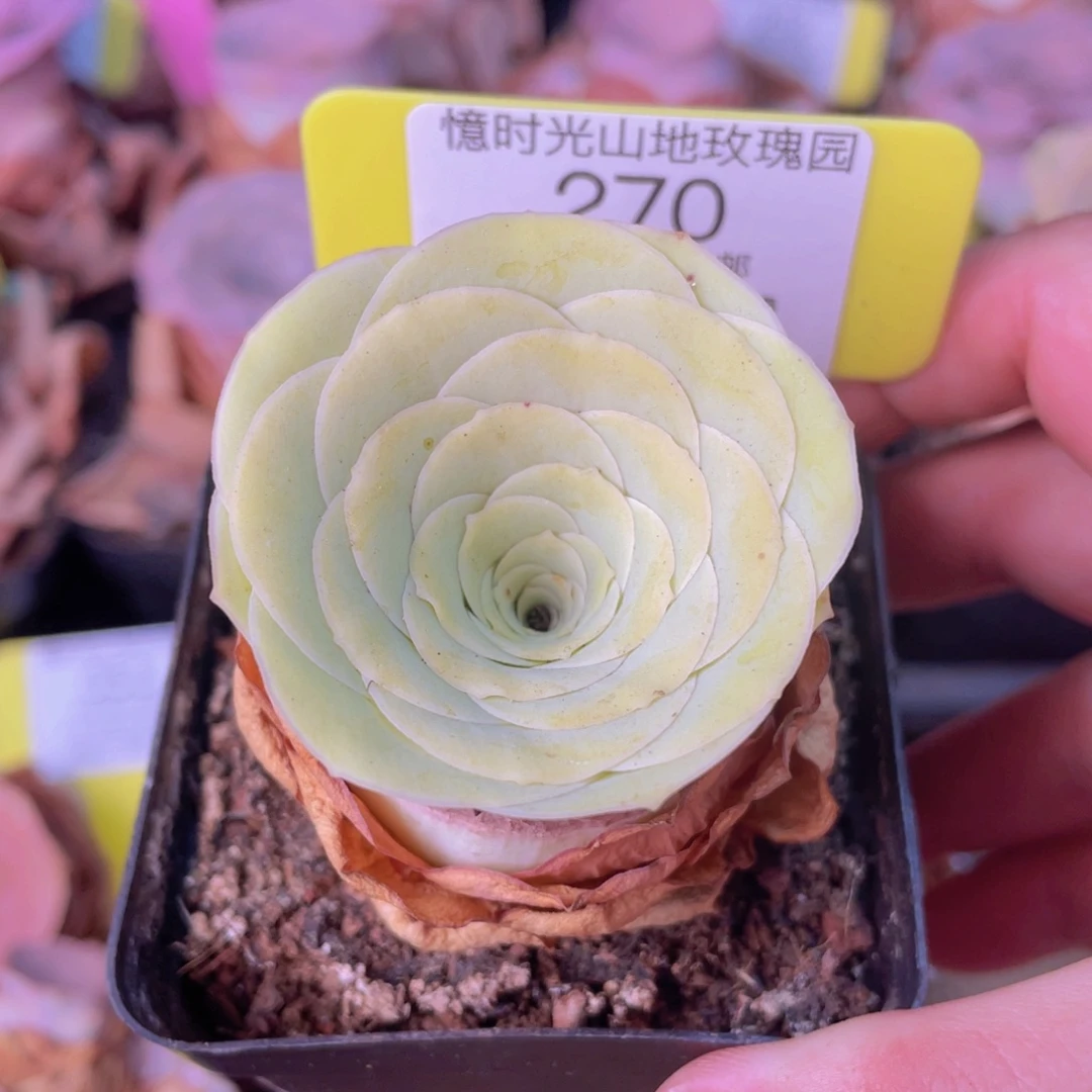 山地玫瑰270满38包邮偏远地区除外裸根发货