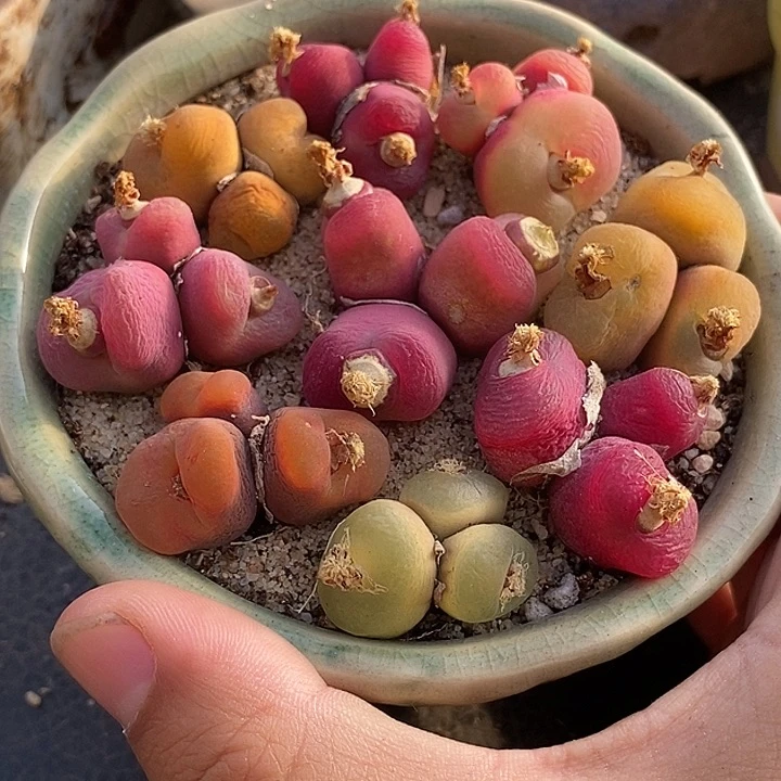 9517一盆三头群生母本 有瑕疵