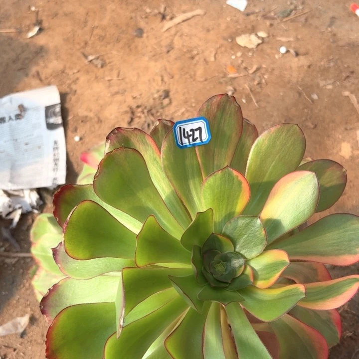 巫毒花脸1427法师多肉满20包邮