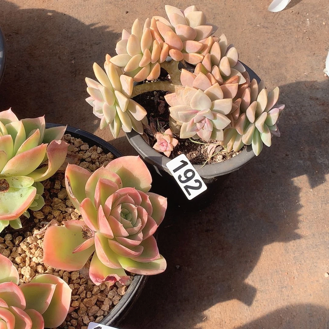 192淡雪缀 一物一拍多肉