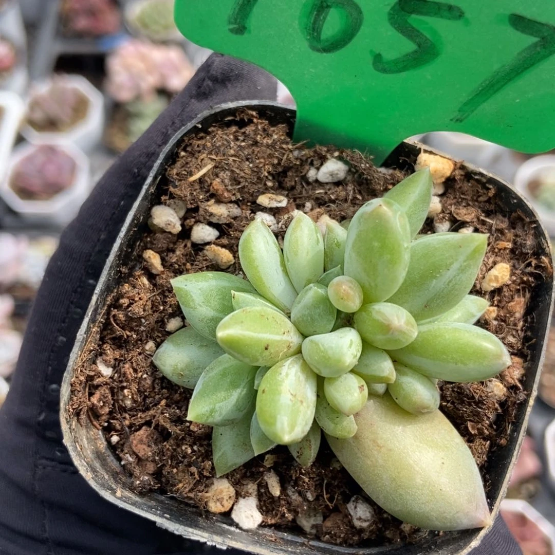 1657重楼多肉植物保护