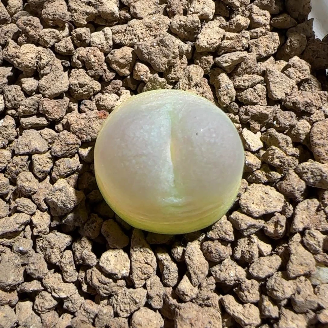 肉锥多肉植物组合-sh1200拉登153