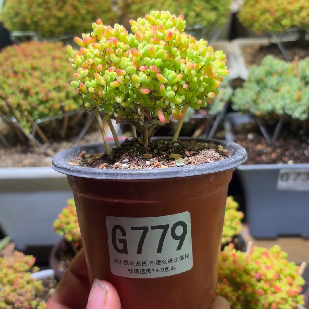 枝干番杏密橘糖球G779