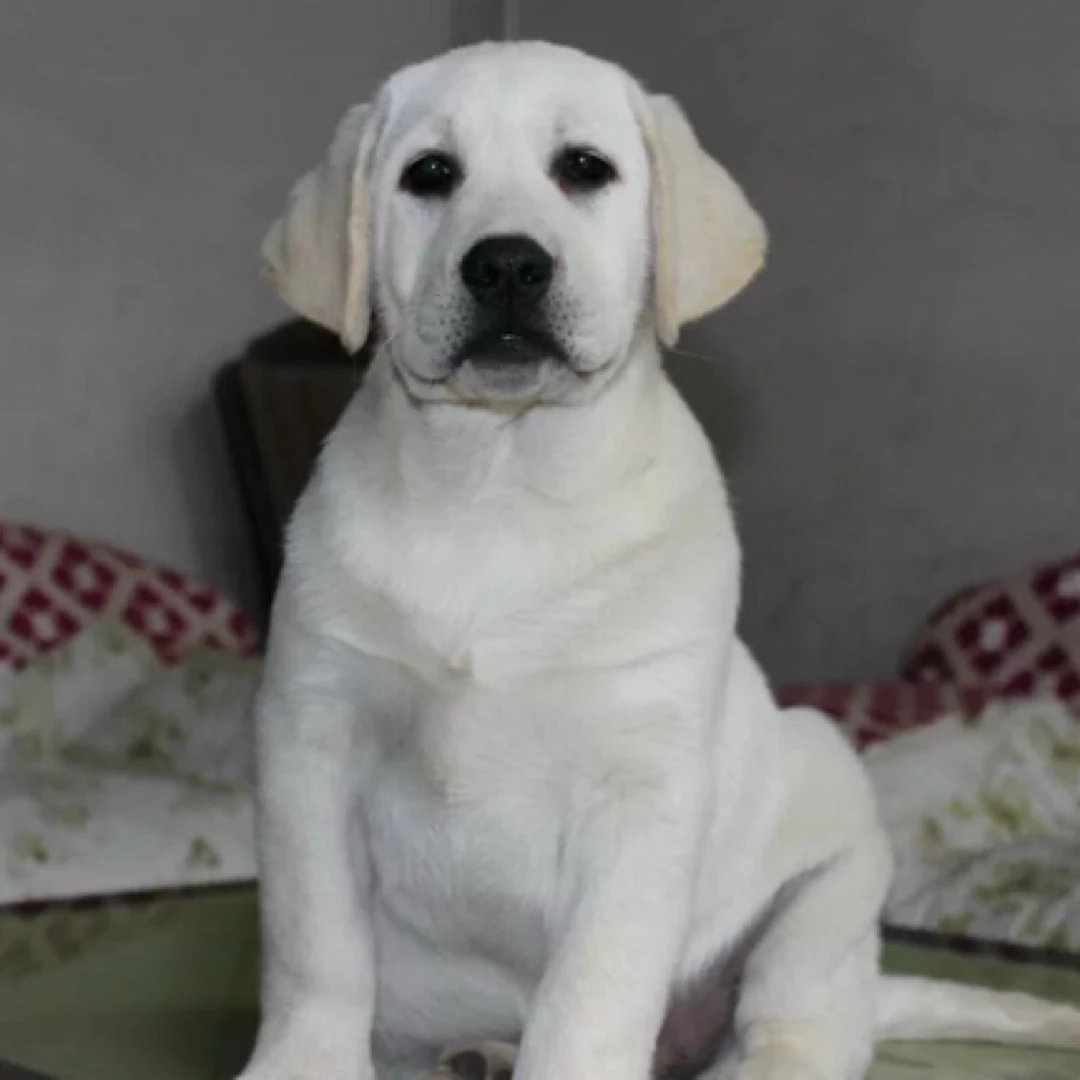 【宇泽犬舍】纯种拉布拉多双血统幼犬活体