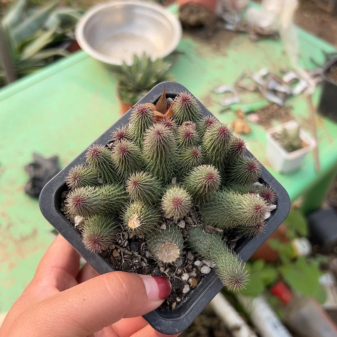 多肉植物微瑕啊修罗