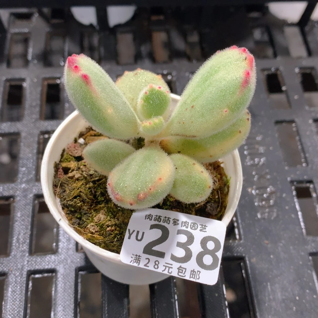 肉萌萌拇指盆精控多肉YU238